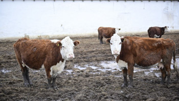 Фотография к новости: Ақтөбе облысында 23 адам бруцеллез жұқтырған