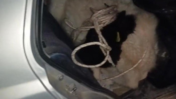 Фотография к новости: Қызылордада сиырды жеңіл автокөлікке салып, ұрлап бара жатқандар ұсталды