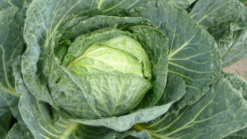 Фотография к новости: Қырыққабат неге қымбаттап кетті? – министрлік жауабы