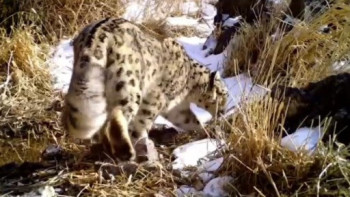 Фотография к новости: Алтын-Емел ұлттық паркінде қар барысы тіркелді