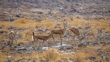 Фотография к новости: Қарақұйрықтарды аулағандар сотталды
