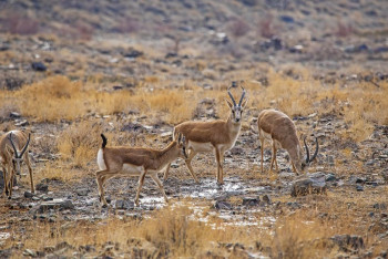 Фотография к новости: Қарақұйрықтарды аулағандар сотталды