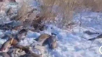 Фотография к новости: Ақтөбедегі Қойбағар су айдынында балық қырылды