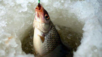 Фотография к новости: Жетісуда заңсыз балық аулайтындар көп