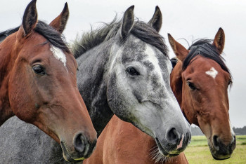 Фотография к новости: 28 бас жылқыны жоқ қылған – ұрылар бас сауғалап жүр