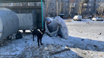 Фотография к новости: Қаңғыбас иттер қаптап жүр