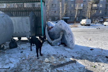 Фотография к новости: Қаңғыбас иттер қаптап жүр