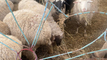 Фотография к новости: Жетісуда мал төлдету науқаны қалай өтуде