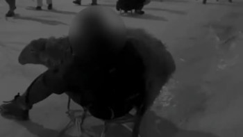 Фотография к новости: Ақтау тұрғыны қойды шанамен сырғанатуға мәжбүрлеген