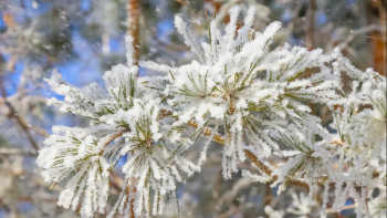 Фотография к новости: Жаңбыр, қар жауады: алдағы күндерге ауа райы болжамы қандай