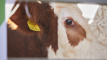 Фотография к новости: Қауіпті инфекция: Ақтөбеде сиырлар жаппай қырылып жатыр