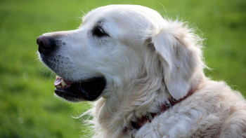 Фотография к новости: Көшедегі ит адам мәйітін табуға көмектесті