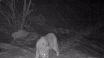 Фотография к новости: "Сайрам-Өгем" ұлттық паркінде сирек кездесетін жануарлар фототұзаққа түсті