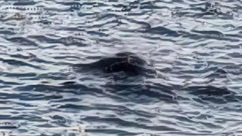 Фотография к новости: Тылсым: Әйгілі көлде адам шошырлық құбыжық камераға түсіп қалды