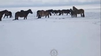 Фотография к новости: Ақтөбеде бір үйір жылқы құтқарылды