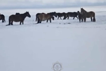 Фотография к новости: Ақтөбеде бір үйір жылқы құтқарылды
