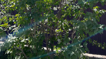 Фотография к новости: Жетісуда 12 мың көшет отырғызылады