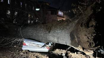 Фотография к новости: Алматыда жеңіл көліктің үстіне үлкен ағаш құлады