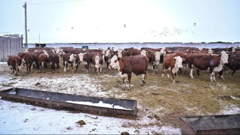 Фотография к новости: Семейде қазақтың ақ бас сиырының жаңа түрі шығарылмақ