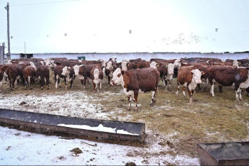 Фотография к новости: Семейде қазақтың ақ бас сиырының жаңа түрі шығарылмақ