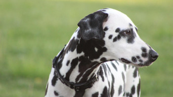 Фотография к новости: Ит абайсызда өзінің қожайынына оқ жаудырды