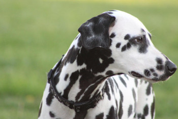 Ит абайсызда өзінің қожайынына оқ жаудырды