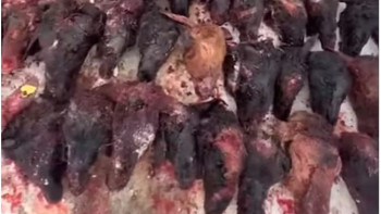 Фотография к новости: Өлексе сатқанша өлгені жақсы еді: Астанада алаяқ кәсіпкер ұсталды