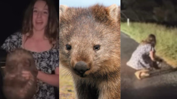 Фотография к новости: Вомбаттың күшігін енесінен айырған блогер елден қуылады