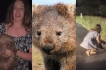 Фотография к новости: Вомбаттың күшігін енесінен айырған блогер елден қуылады