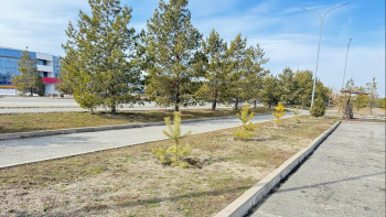 Фотография к новости: Жетісуда 4 мыңға жуық көшет отырғызылды