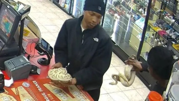 Фотография к новости: АҚШ-та қарақшылар қарудың орнына жыландарды пайдаланған