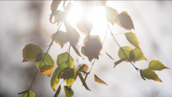 Фотография к новости: +30: алдағы күндерге ауа райы болжамы қандай