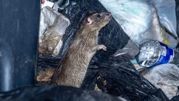 Фотография к новости: Егеуқұйрықтар бір қаланы басып алды