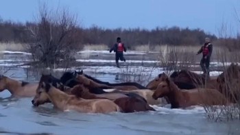 Фотография к новости: Ақтөбеде бір үйір жылқы Ойыл өзеніне батып кете жаздады