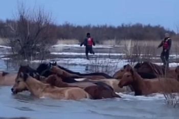 Ақтөбеде бір үйір жылқы Ойыл өзеніне батып кете жаздады