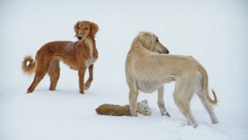 Фотография к новости: Қазақстаннан тазыны басқа елге әкетуге толық тыйым салынуы мүмкін