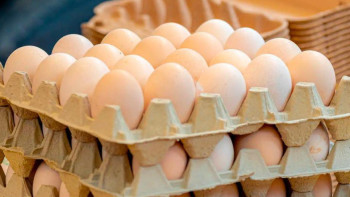 Фотография к новости: АҚШ бағаны төмендету үшін Оңтүстік Корея мен Түркиядан жұмыртқа импорттай бастады