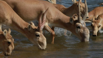 Фотография к новости: Депутат Үкіметтен киікке қатысты шара қабылдауды талап етті
