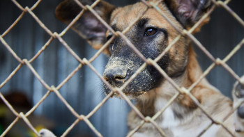 Фотография к новости: Ветеринар итке беретін дәріні жұтып қойған