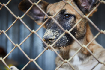 Фотография к новости: Ветеринар итке беретін дәріні жұтып қойған