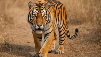 Фотография к новости: Нидерландыдан келген жолбарыстардың жағдайы қалай? – министр жауабы