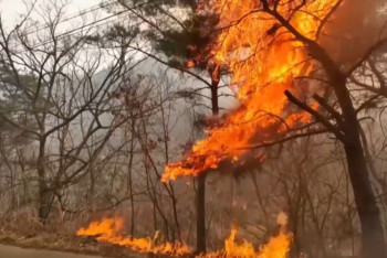 Фотография к новости: Оңтүстік Кореядағы орман өрті: өрт қойды деген күдікті қамауға алынды