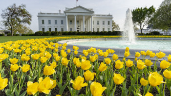 Фотография к новости: Трамп Ақ үйдегі 200 жылдық тарихы бар ағаштарды отап тастайтынын айтты