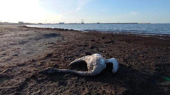 Фотография к новости: Каспийде аққулар қырылып жатыр: экологтар судан сынама алды