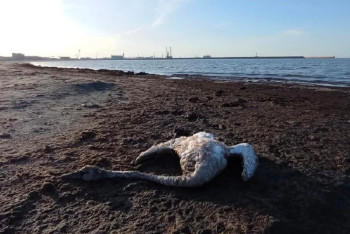 Фотография к новости: Каспийде аққулар қырылып жатыр: экологтар судан сынама алды