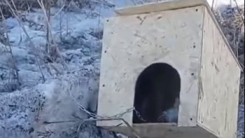 Фотография к новости: Асқан қатігездік: Желіде күшікті тірілей өртегендердің видеосы тарады