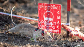 Фотография к новости: Камбоджада мина іздеуші егеуқұйрық Гиннес рекордын жаңартты