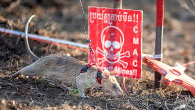 Камбоджада мина іздеуші егеуқұйрық Гиннес рекордын жаңартты