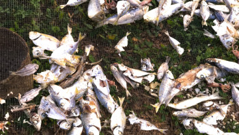 Фотография к новости: Қостанай облысындағы су айдынында балықтар жаппай қырылып жатыр