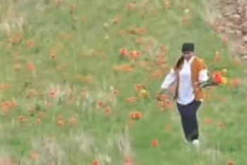 Фотография к новости: 12 миллион теңгенің гүлін жұлған тұрғын анықталды